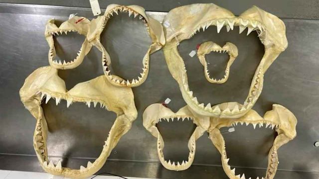 Great White Sharks Grow Deadly New Types of Teeth as They Age